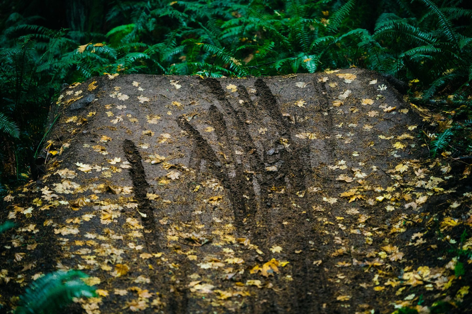 Playing In The Woods – Who does it better?