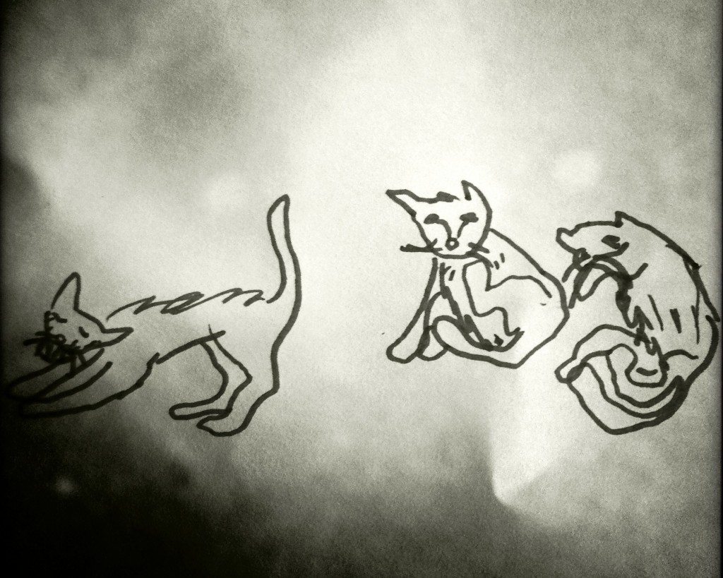 Feral Cat Cross – a different sort of event