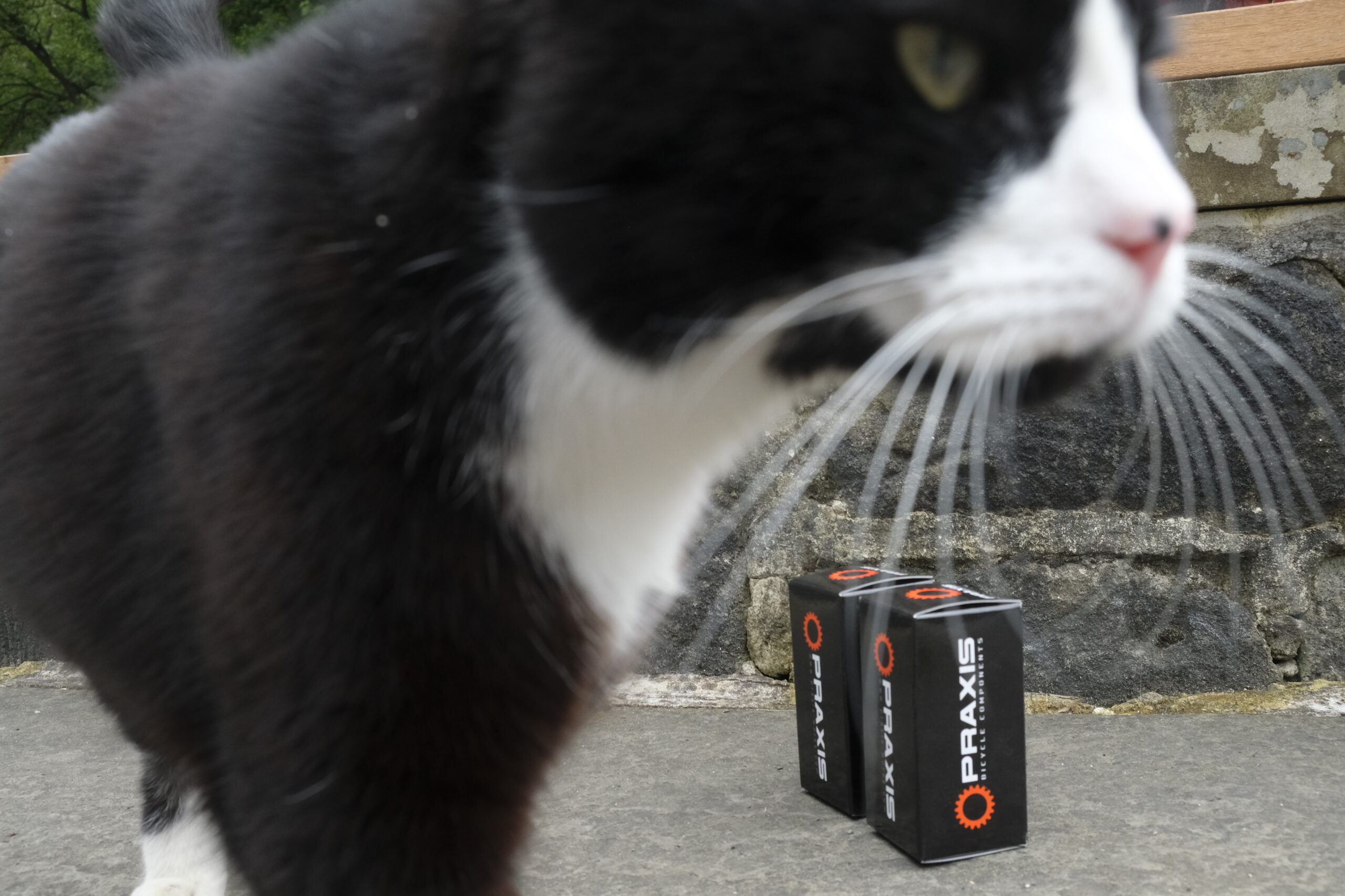 Fresh Goods Friday 603 – The Cat’s Whiskers Edition