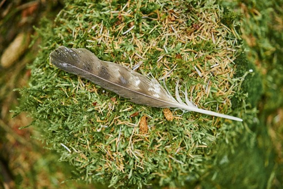 If you go down in the woods today… Bird Flu Warning!