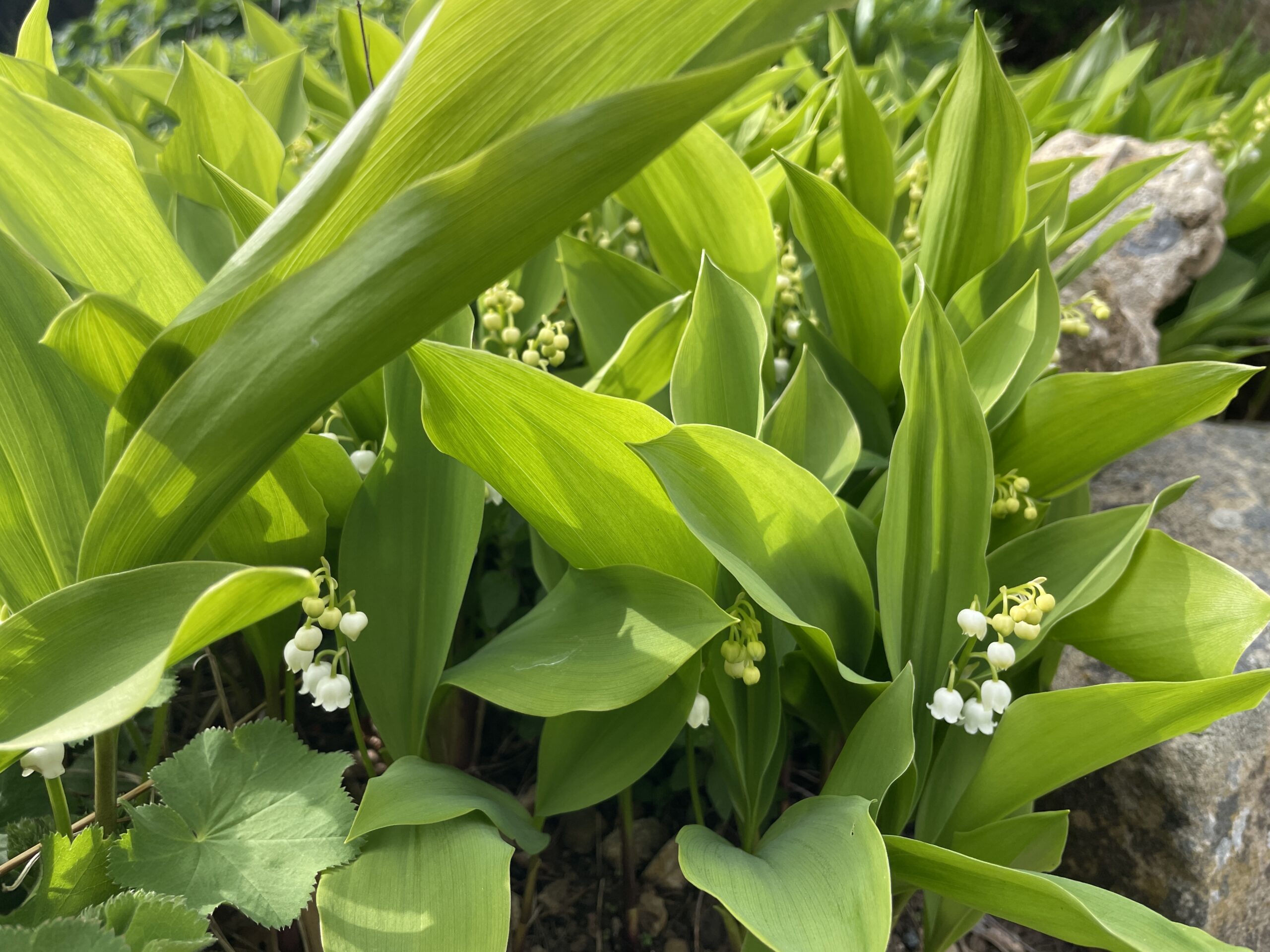 toxic lily of the valley