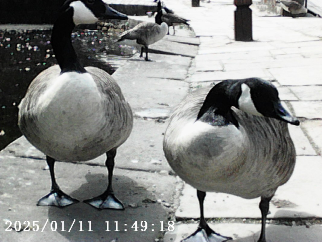Two Canada geese standing on a stone pathway next to a body of water.