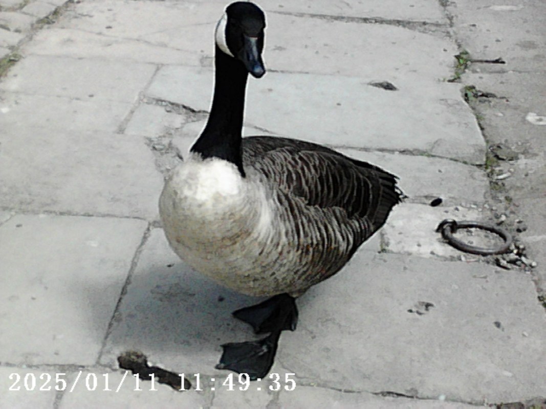 A close-up image of a goose standing on a cobblestone path.