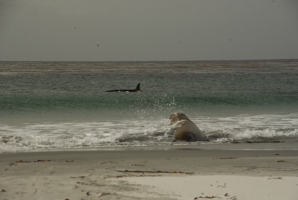 A seal plays in the surf on a beach, with an orca swimming in the background in the Falkland Islands.