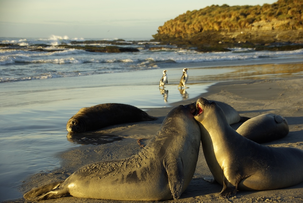 Two sea lions playfully interacting on a beach in the Falkland Islands, with waves crashing in the background and two penguins walking nearby.