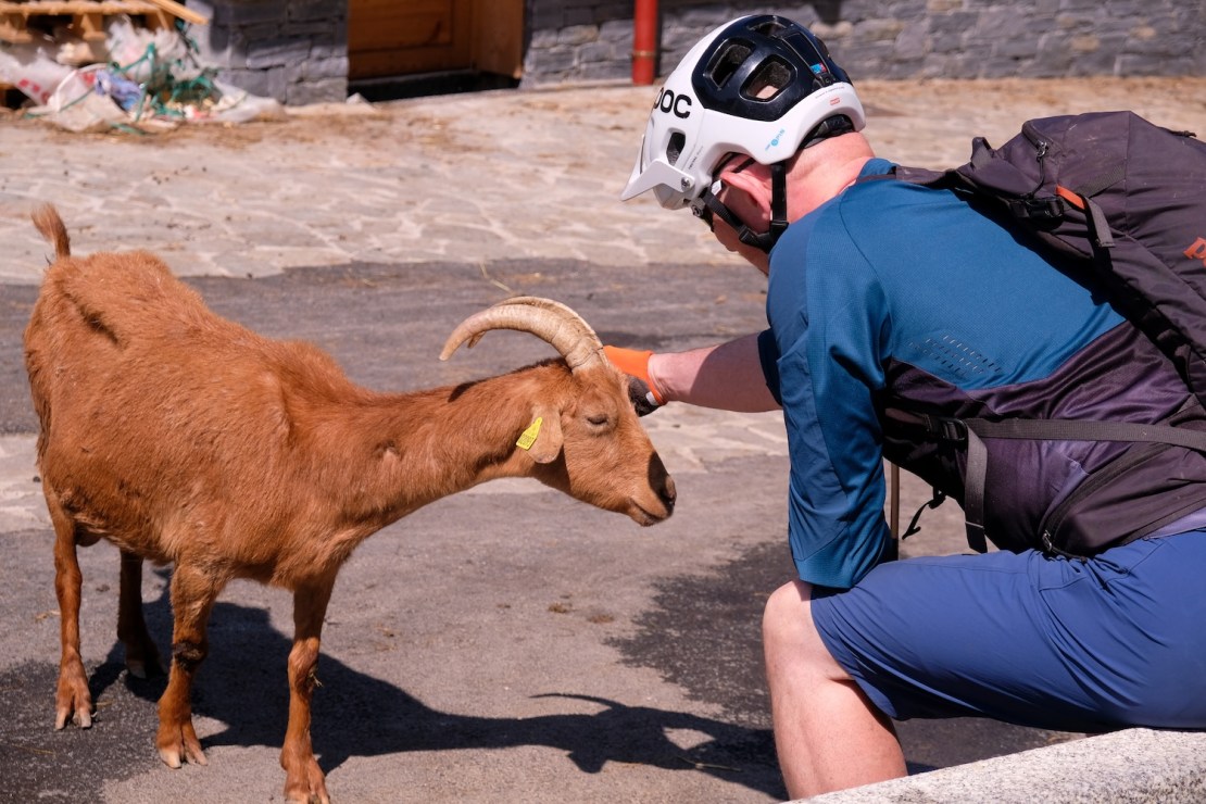 A person in a helmet gently interacts with a brown goat in a village setting on a sunny day.